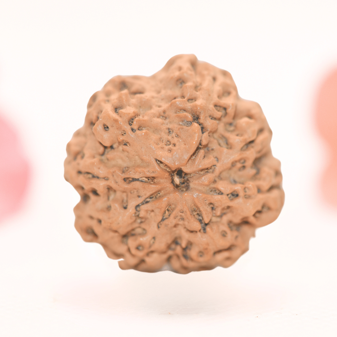 8 Mukhi Nepali Rudraksha - Regular