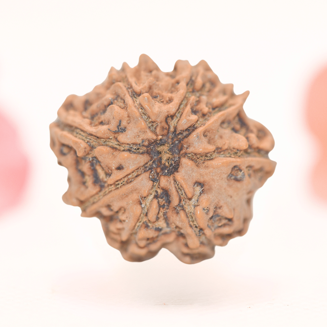 8 Mukhi Nepali Rudraksha - Regular