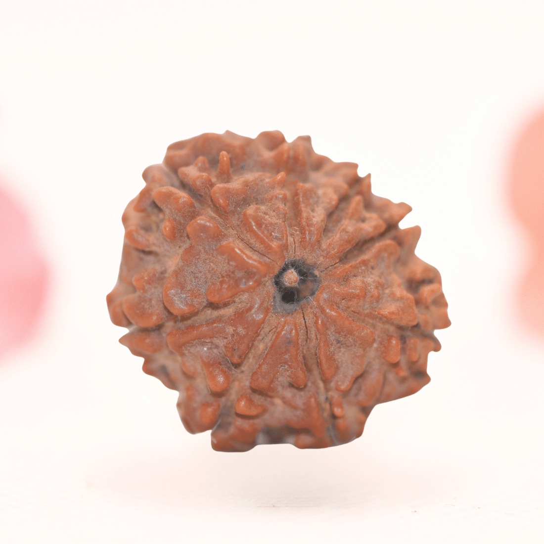 8 Mukhi Nepali Rudraksha - Regular