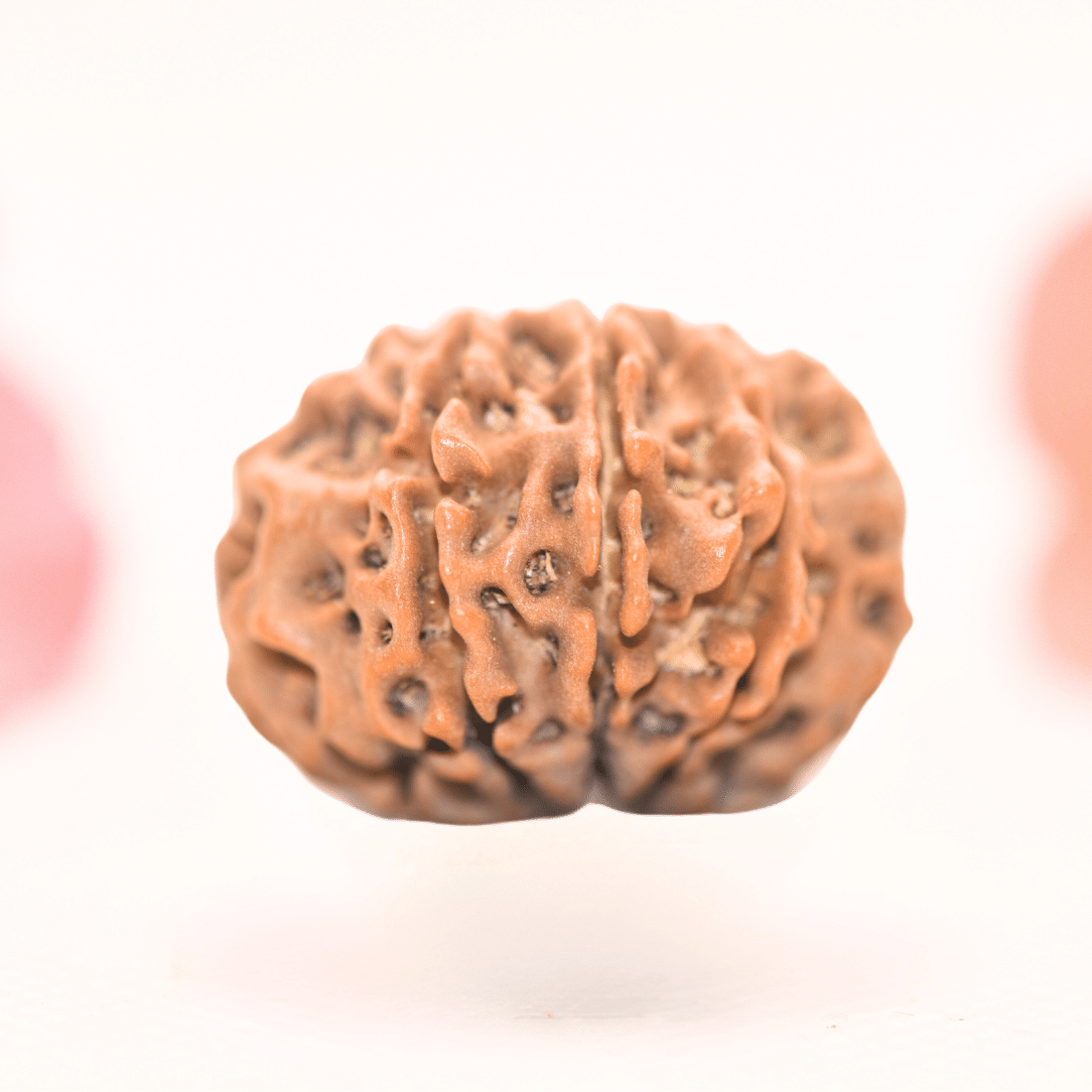 8 Mukhi Nepali Rudraksha - Regular