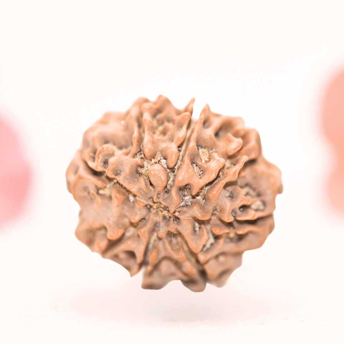 8 Mukhi Nepali Rudraksha - Regular