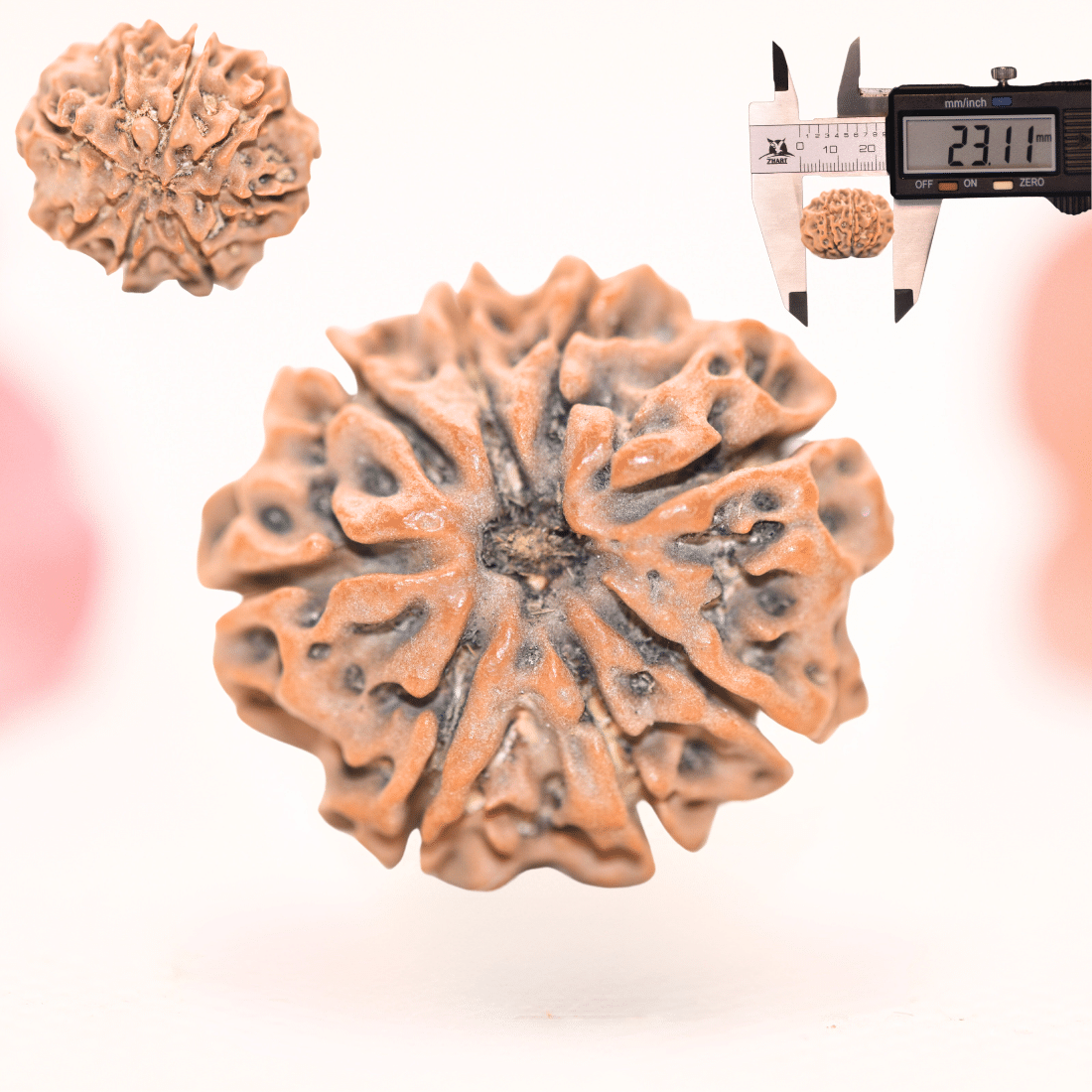8 Mukhi Nepali Rudraksha - Regular