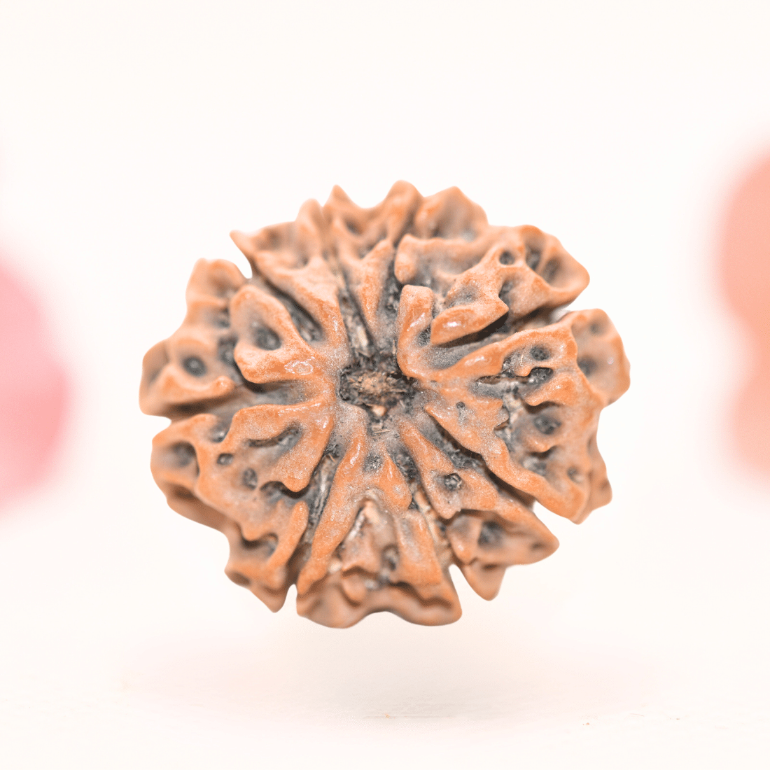 8 Mukhi Nepali Rudraksha - Regular