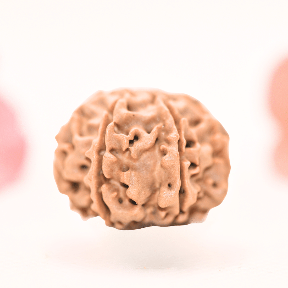 8 Mukhi Nepali Rudraksha - Regular