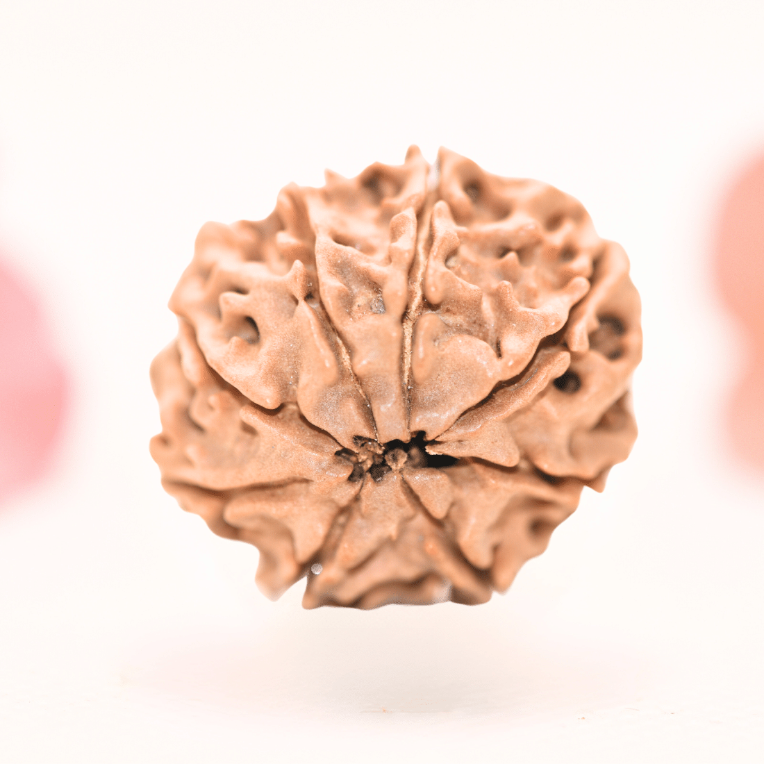 8 Mukhi Nepali Rudraksha - Regular