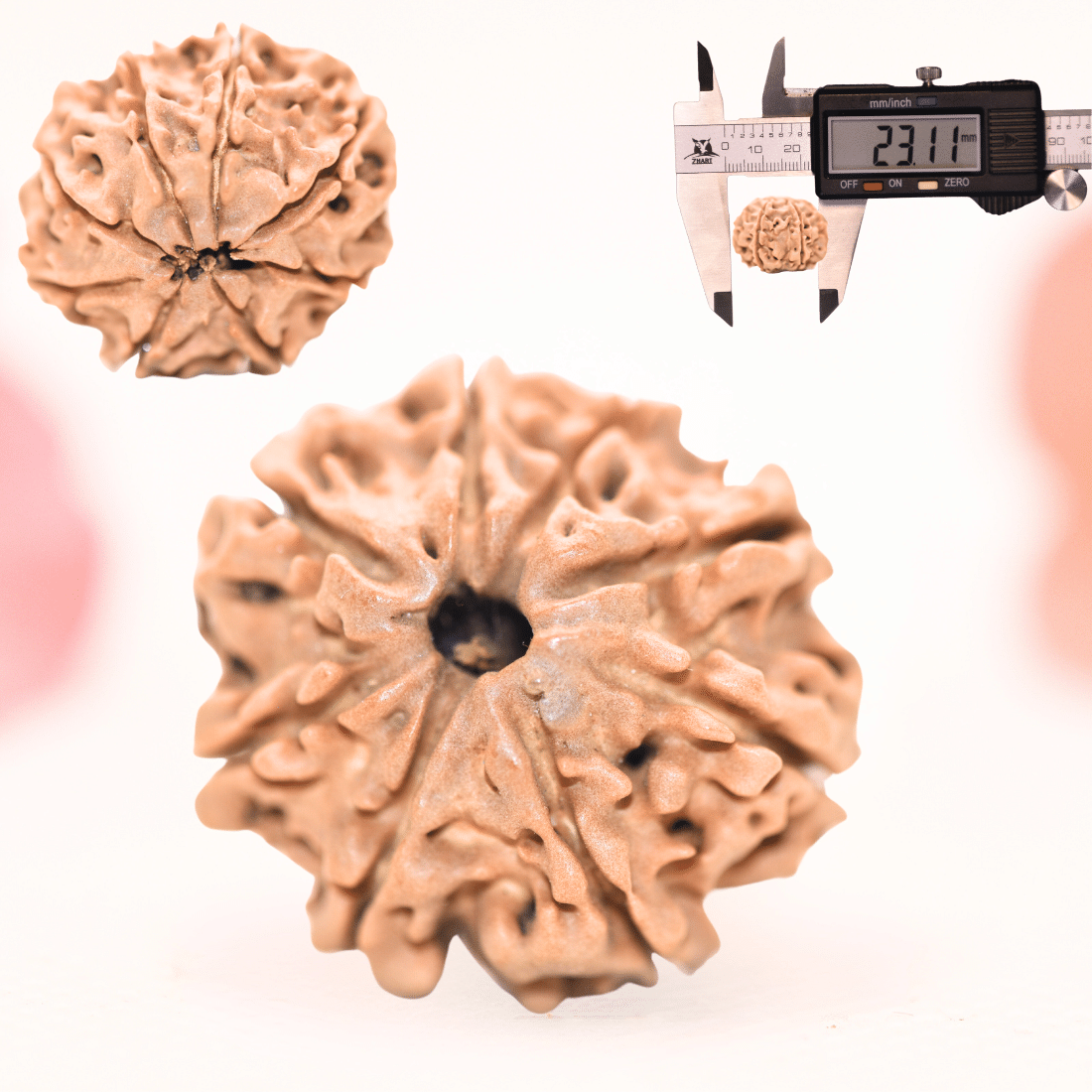 8 Mukhi Nepali Rudraksha - Regular