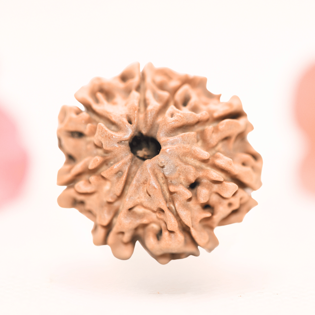 8 Mukhi Nepali Rudraksha - Regular