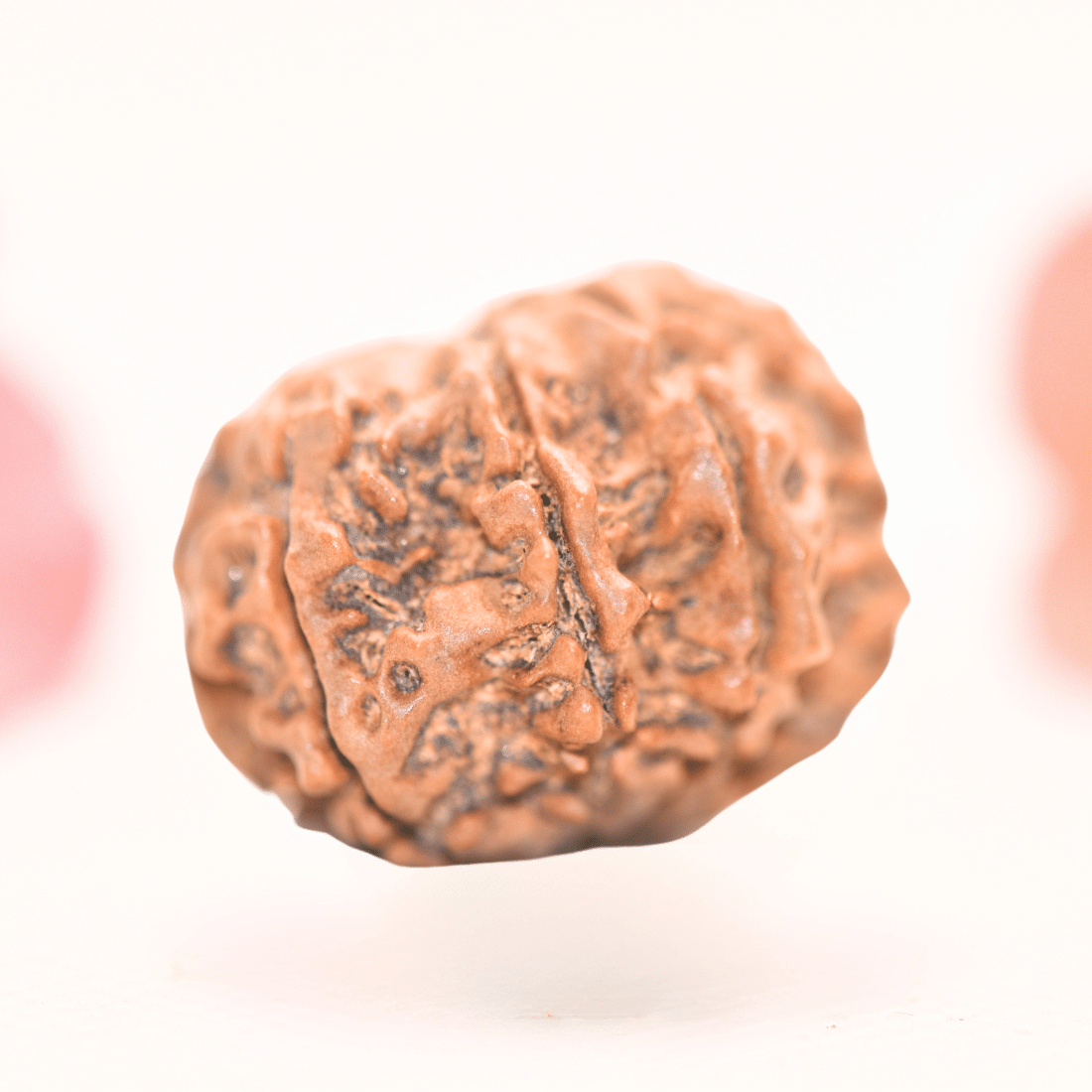 8 Mukhi Nepali Rudraksha - Regular