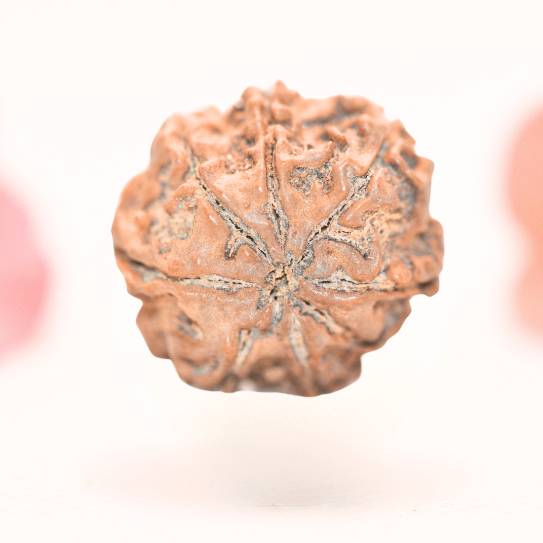 8 Mukhi Nepali Rudraksha - Regular
