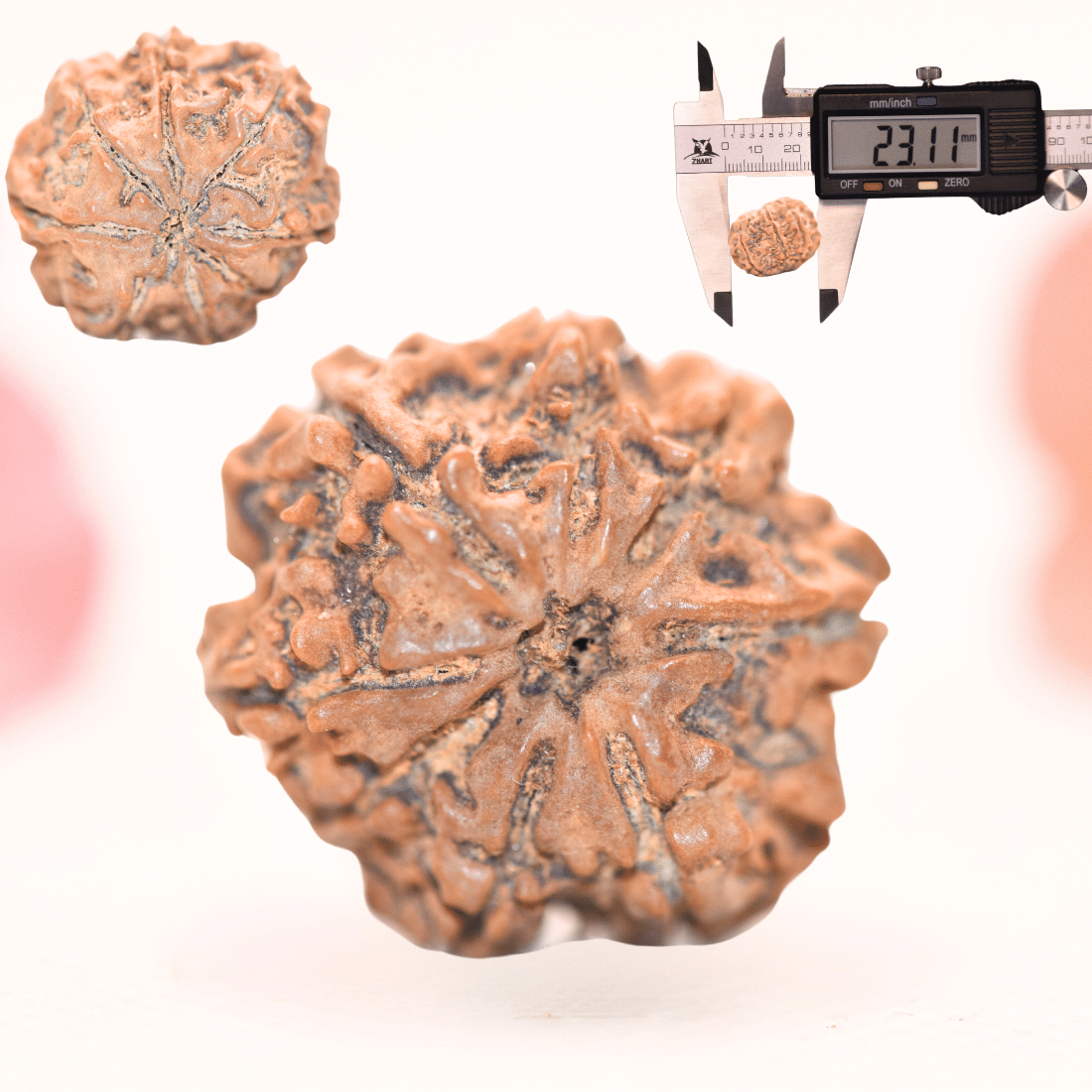 8 Mukhi Nepali Rudraksha - Regular