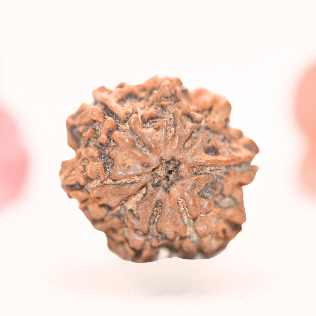 8 Mukhi Nepali Rudraksha - Regular