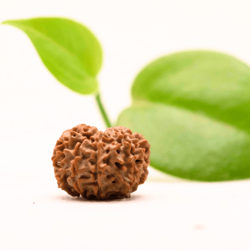 8 Mukhi Nepali Rudraksha - Regular