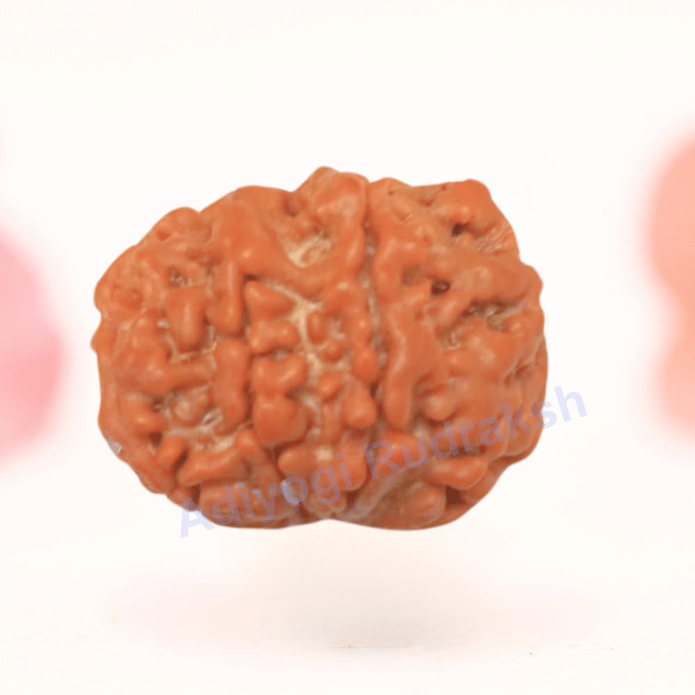 8 Mukhi Nepali Rudraksha - Regular