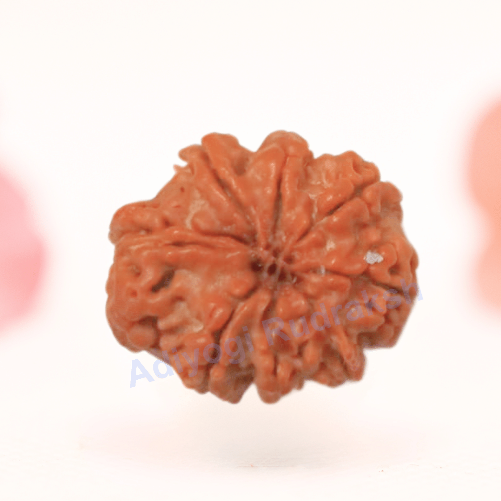 8 Mukhi Nepali Rudraksha - Regular