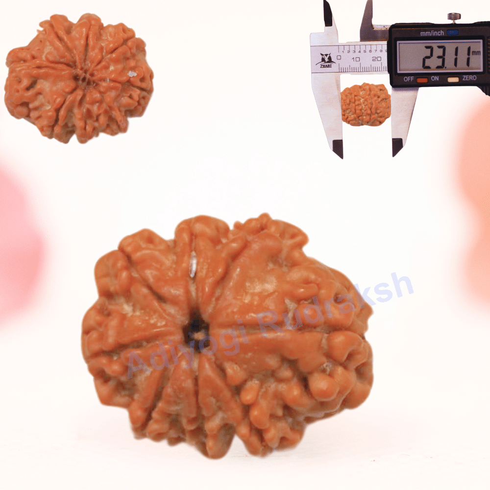 8 Mukhi Nepali Rudraksha - Regular