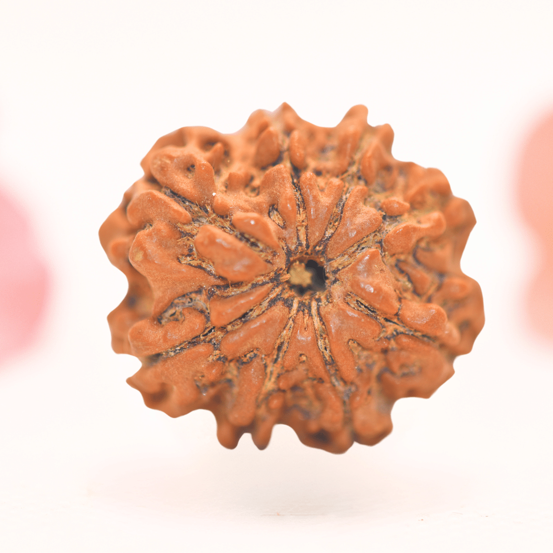 8 Mukhi Nepali Rudraksha - Regular