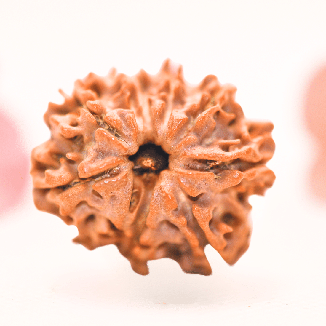 8 Mukhi Nepali Rudraksha - Regular