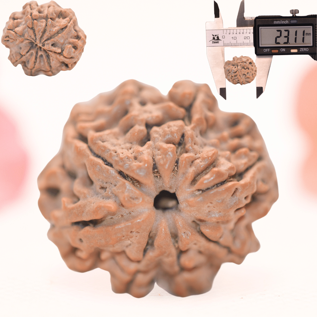 8 Mukhi Nepali Rudraksha - Regular