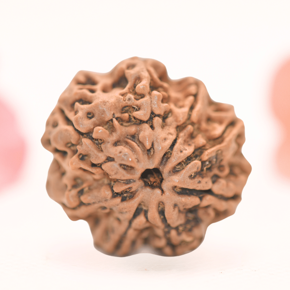 8 Mukhi Nepali Rudraksha - Regular