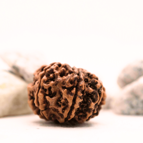 8 Mukhi Nepali Rudraksha - Super Collector