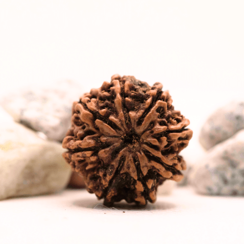 8 Mukhi Nepali Rudraksha - Super Collector