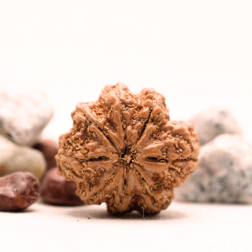 8 Mukhi Nepali Rudraksha - Super Collector