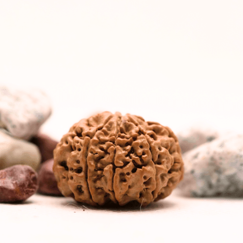 8 Mukhi Nepali Rudraksha - Super Collector