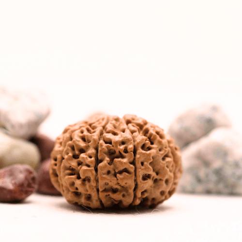 8 Mukhi Nepali Rudraksha - Super Collector