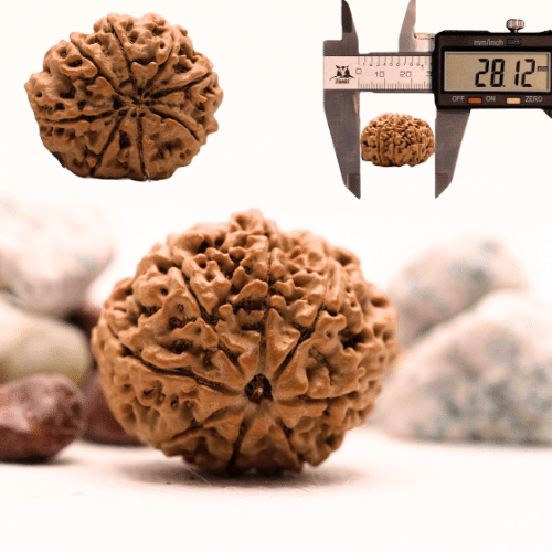 8 Mukhi Nepali Rudraksha - Super Collector