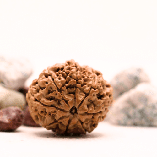 8 Mukhi Nepali Rudraksha - Super Collector