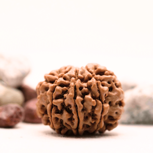 8 Mukhi Nepali Rudraksha - Super Collector