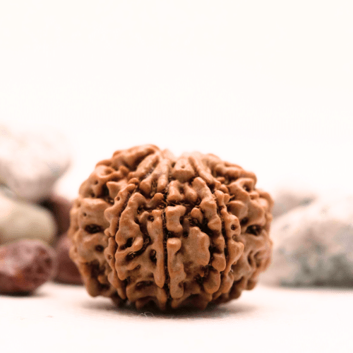 8 Mukhi Nepali Rudraksha - Super Collector