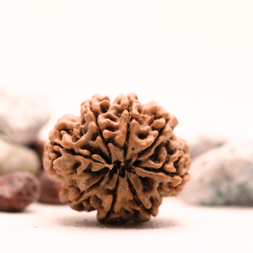 8 Mukhi Nepali Rudraksha - Super Collector