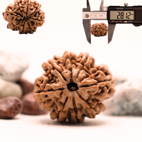 8 Mukhi Nepali Rudraksha - Super Collector