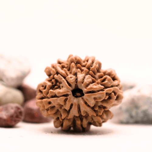 8 Mukhi Nepali Rudraksha - Super Collector