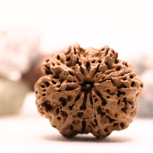 8 Mukhi Nepali Rudraksha - Super Collector