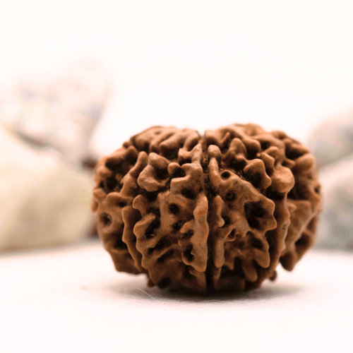 8 Mukhi Nepali Rudraksha - Super Collector