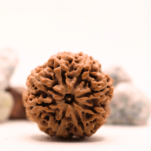 8 Mukhi Nepali Rudraksha - Super Collector