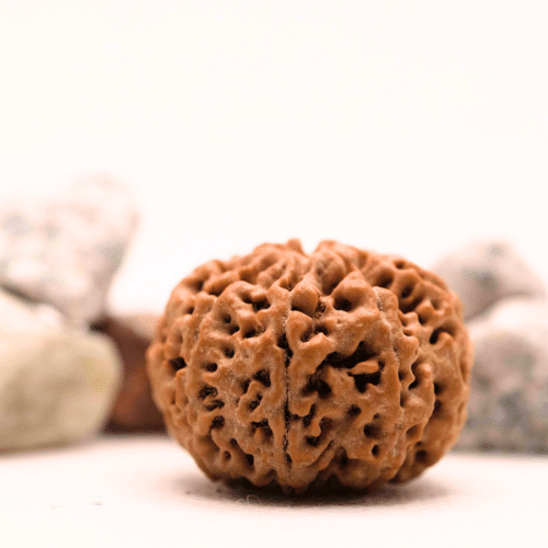 8 Mukhi Nepali Rudraksha - Super Collector