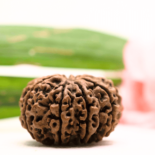 9 Mukhi Nepali Rudraksha - Antique