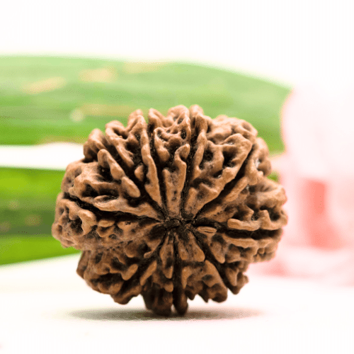 9 Mukhi Nepali Rudraksha - Antique