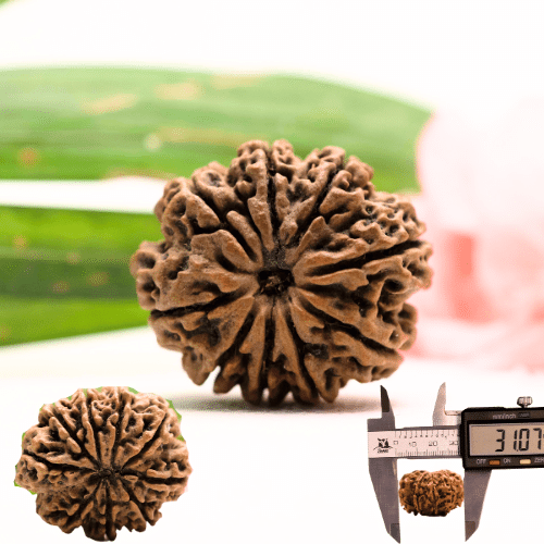 9 Mukhi Nepali Rudraksha - Antique