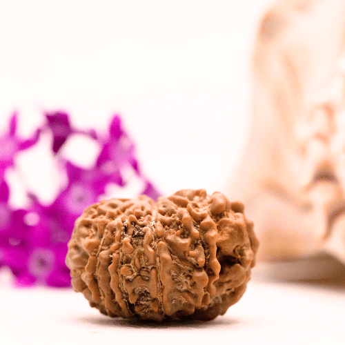 9 Mukhi Nepali Rudraksha - Collector