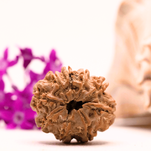 9 Mukhi Nepali Rudraksha - Collector