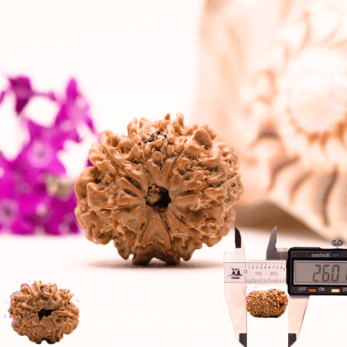 9 Mukhi Nepali Rudraksha - Collector