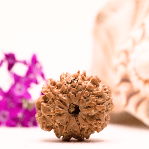 9 Mukhi Nepali Rudraksha - Collector
