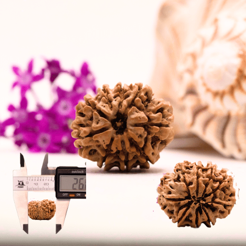 9 Mukhi Nepali Rudraksha - Collector