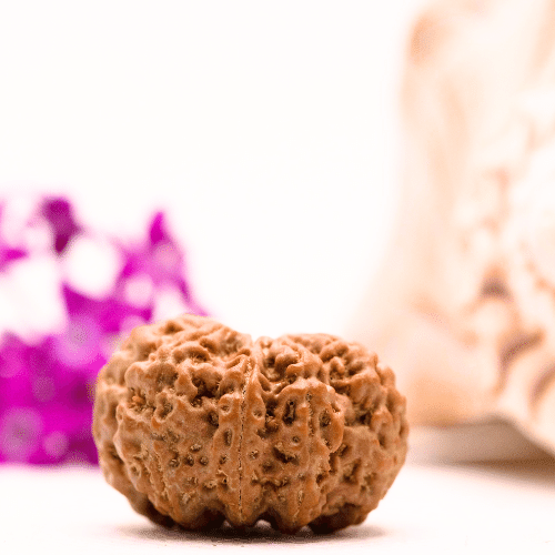 9 Mukhi Nepali Rudraksha - Collector