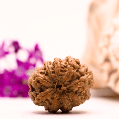 9 Mukhi Nepali Rudraksha - Collector