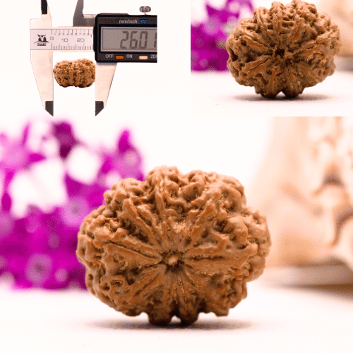 9 Mukhi Nepali Rudraksha - Collector